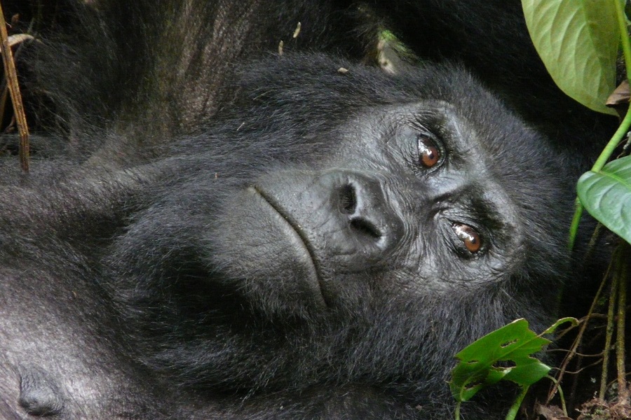 Gorilla beringei graueri