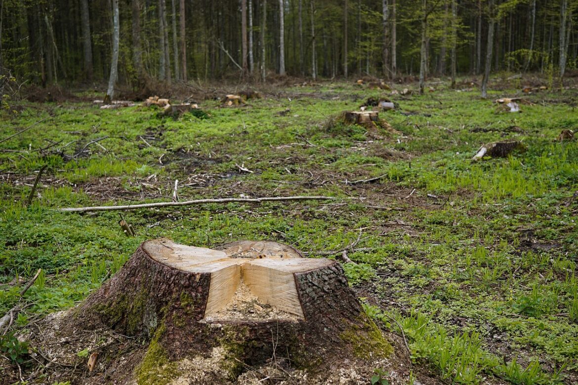 stump-2461299_1280